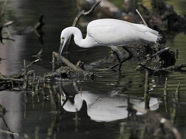 隨著秋冬季節更替，台東市太平溪人工濕地候鳥優遊，大群鷺鷥在濕地中過冬。（記者鄭錦晴翻攝）
