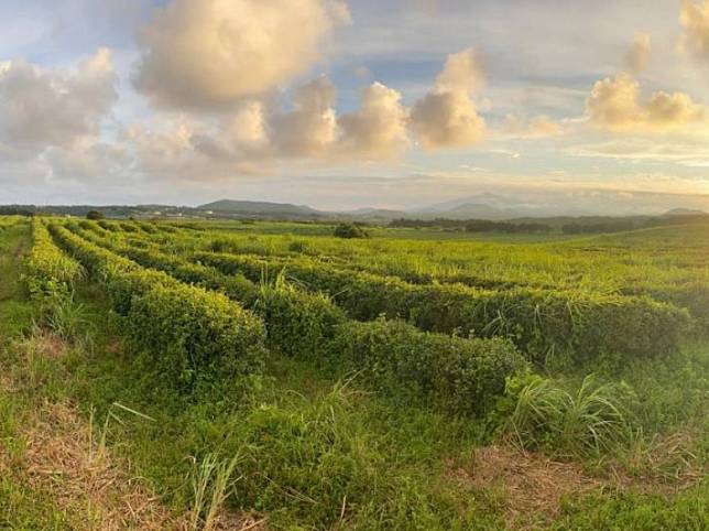 Wild Orchard Tea Company重視土壤健康，其茶園透過保持「野性」的多樣性作物種植方式，來達到減碳、固碳、保護土壤等目標。（圖片來源：Wild Orchard Tea Company