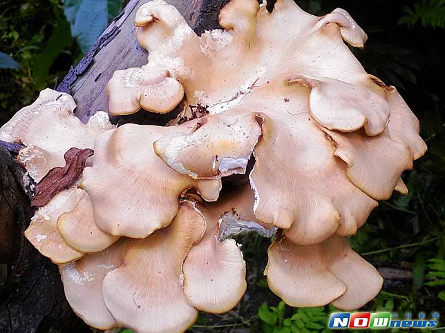 山區雨後常見菇蕈類　勿採食慎防有毒