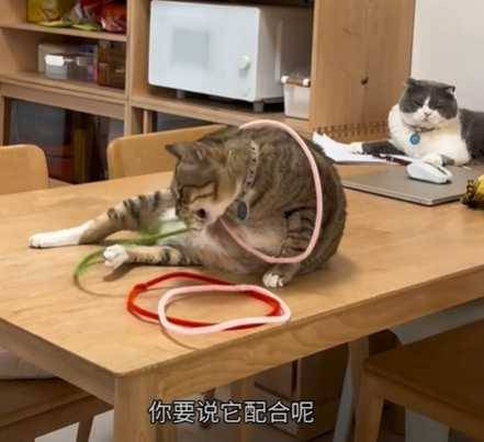 小咪給了主人滿滿的情緒價值。（圖／翻攝自臉書）