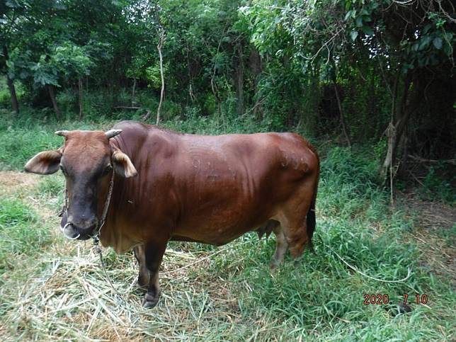 金門縣政府訪察農戶，發現有些牛隻感染牛結節疹症狀並不明顯。(金門縣政府提供)