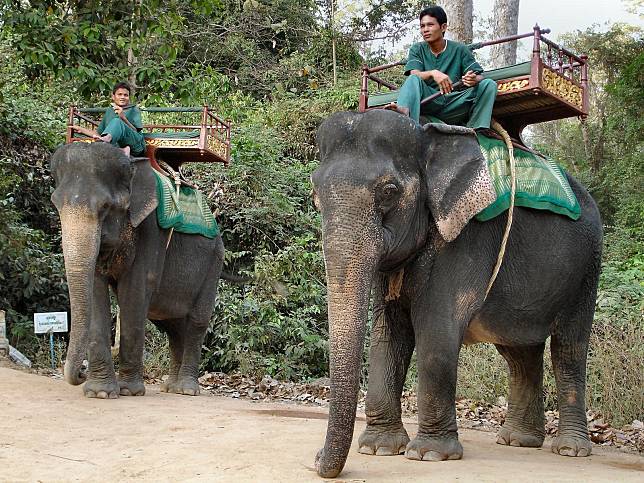 曾有大象工作猝死　吳哥窟園區宣布2020年起禁騎大象！