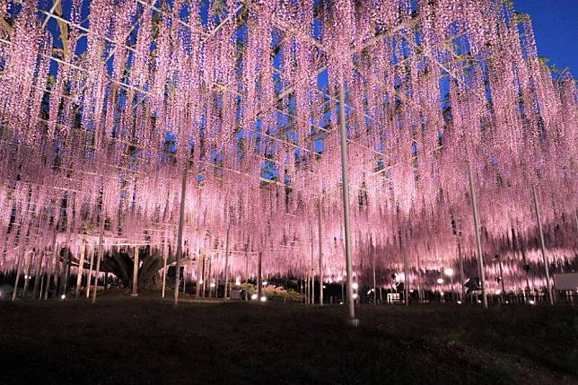 燈光影照下的紫藤花。（足利花卉公園facebook圖片）