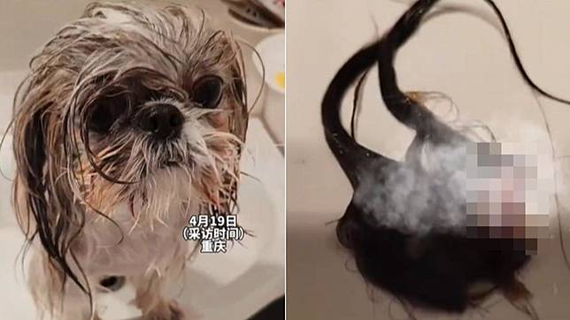 陸女-西施犬-洗澡-耳朵-甩掉-腿軟