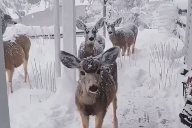 救下一頭被箭射中的鹿，冬天牠結伴探訪：「謝謝你幫我」。（圖／Instagram：ayudaanimalglobal）