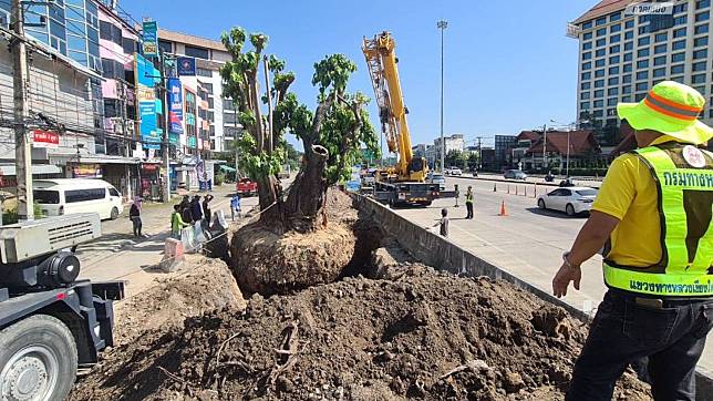 Controversial fig tree in Chiang Mai finally moved