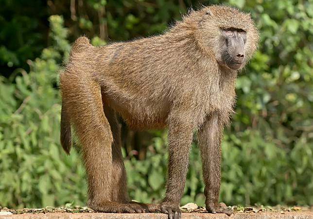 六福村清點沒野生動物逃脫！桃園疑兇猛「東非狒狒」竄逃路線曝 | 城市學 | LINE TODAY