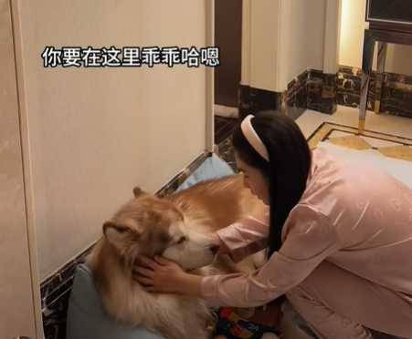 養狗人的心情轉折。（圖／翻攝自臉書）