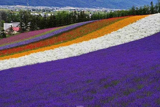 【給我滿滿的薰衣草！】北海道薰衣草景點總整理