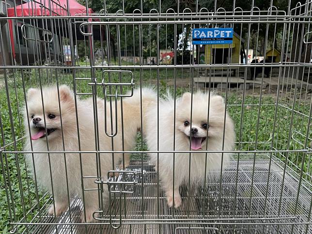 動保處查獲非法繁殖場，沒入博美犬等小型品種犬將開放認養抽籤。（動保處提供）