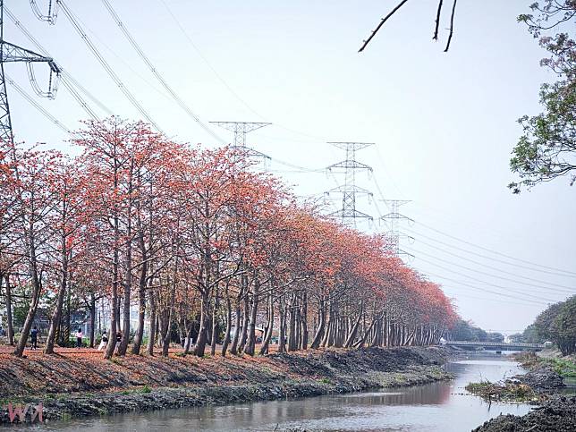 木棉花季變「臭」季　東螺溪木棉花海遇臭氣　遊客掩鼻嘆可惜