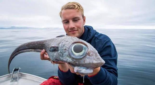 北歐釣魚嚮導在挪威海域意外捕獲猶如「外星怪物」的詭異魚類，眼睛竟然快要跟頭部一樣大！(圖擷自New Wentzvillian For St Charles Countians臉書)