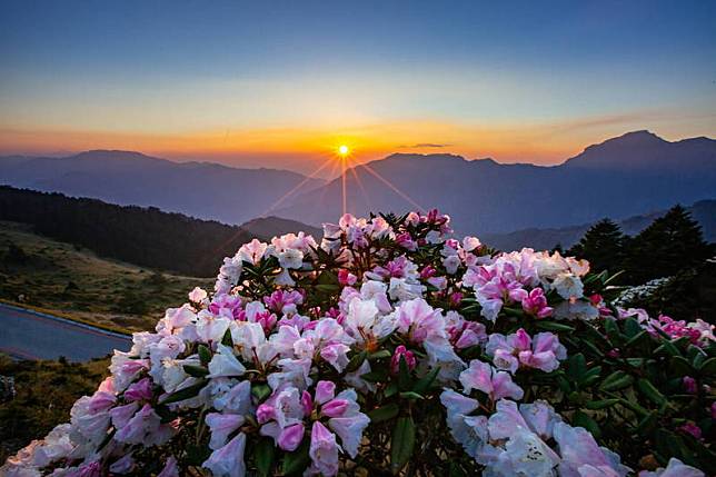 合歡山花季玉山杜鵑、紅毛杜鵑接力盛開，再搭配日出、夕陽、銀河等景致，美不勝收，也成人氣景點。(南投縣政府提供)