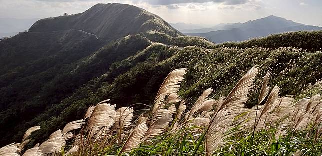 滿山遍野的秋芒迎風搖曳。圖為金字碑古道。（圖/星期五體育課）