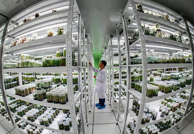 Photo taken on Oct. 20, 2021 shows the vitro storage room at the Germplasm Bank of Wild Species in Kunming, southwest China's Yunnan Province. (Xinhua/Jiang Wenyao)