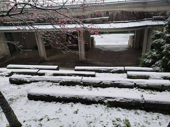 東眼山睽違８年下雪，雪景與園區內的櫻花相呼應，非常漂亮。 圖：取自林業署新竹分署