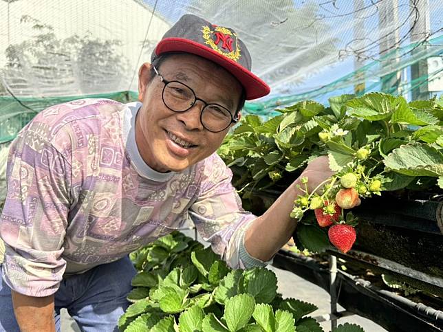 善化種植的草莓是南市重要產區，一月底進入產季，歡迎民眾預約採果。(記者盧萍珊攝)