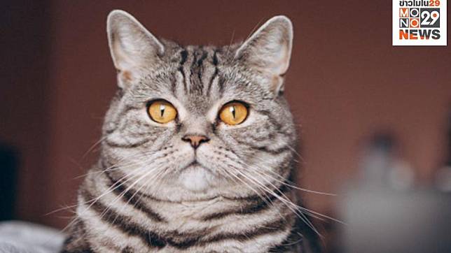 ทาสแมวฟังทางนี้ ผลวิจัยเผยคนสามารถอ่านความรู้สึกแมวจากสีหน้าได้