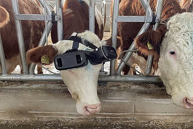 為增加產量，農夫竟給牛牛戴VR放鬆，實驗結果出爐超驚人。（圖／截自《Anadolu Ajansı》）