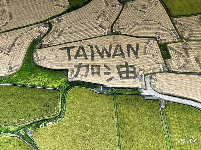 玉里鎮有機米稻農康明義在自家農田耕出「TAIWAN 加油」大字樣，空中畫面十分壯觀。(圖由康明義提供)