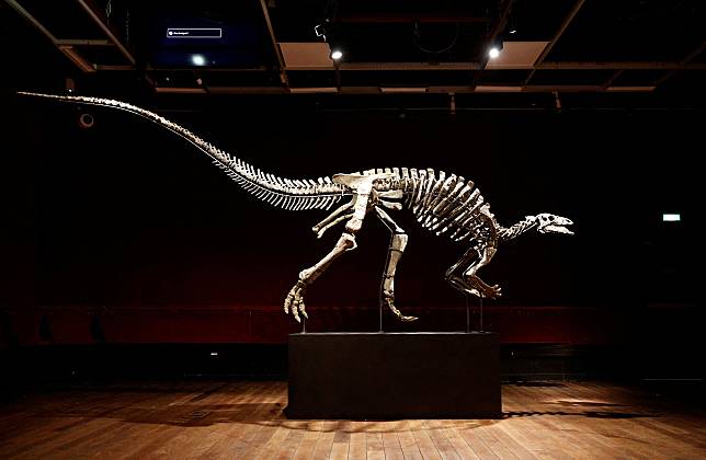 一具擁有1.5億年歷史的彎龍化石標本「貝瑞」（Barry），將於今年10月在法國巴黎拍賣會亮相。（路透社）