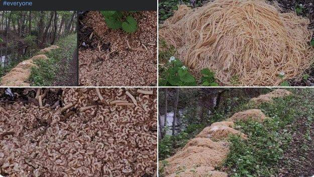 美國紐澤西一座小鎮林間近日出現大量廢棄的義大利麵和通心粉，引發議論。翻攝推特@worrystonee