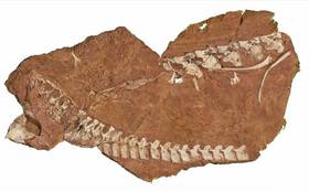 Midget qiz jinsiy aloqa