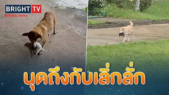 สล็อตคิงคองpg ตั้งทีมฟุตบอลได้เลยนะเนี้ย! หมาแดงแม่ลูกอ่อนเรียกนุดไปดูลูก สุดท้ายคาบมาฝาก 12 ตัวตึงๆ