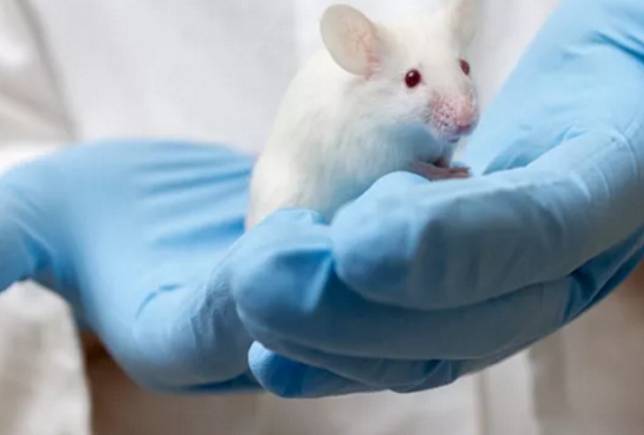 美國科學研究團隊已經多次重置老鼠細胞，證明「衰老是一個可逆過程」。   圖:翻攝自中國財新網