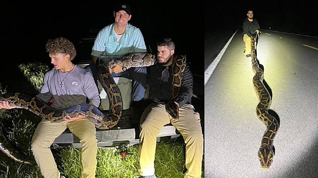 美國3名男大生日前捕獲到一條5.5公尺長的緬甸巨蟒。（圖／翻攝自推特I go fishing @macnificent123）