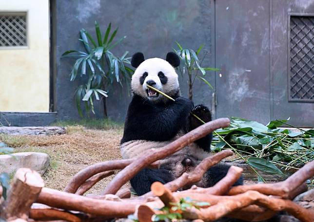 A giant panda eats bamboo at Ocean Park Hong Kong in Hong Kong, south China, Dec. 8, 2024. (Xinhua/Chen Duo)