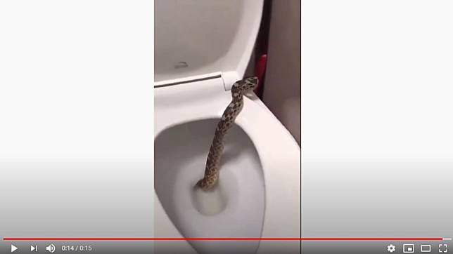 一條錦蛇從馬桶內爬出。（圖／YouTube  Toyakoi Jay）