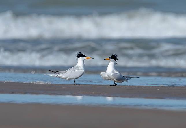 Chinese crested terns forage at the Minjiang River estuary wetland in Fuzhou, southeast China's Fujian Province, May 14, 2024. (Xinhua/Wei Peiquan)