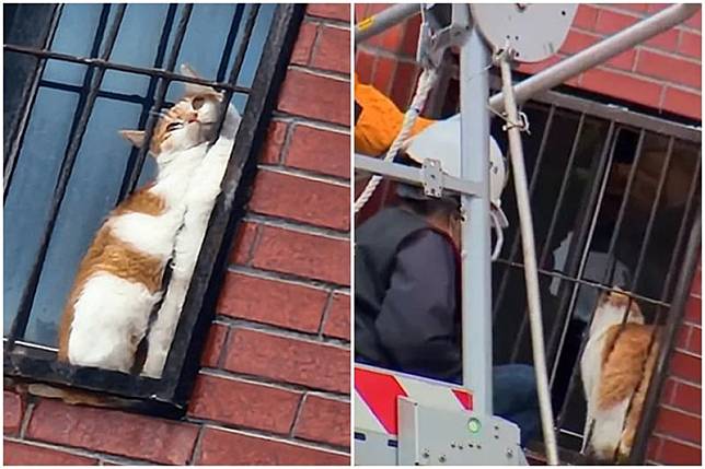 一隻橘貓被困在天王星大樓內。（翻攝自花蓮縣消防局臉書、東森新聞YouTube直播）