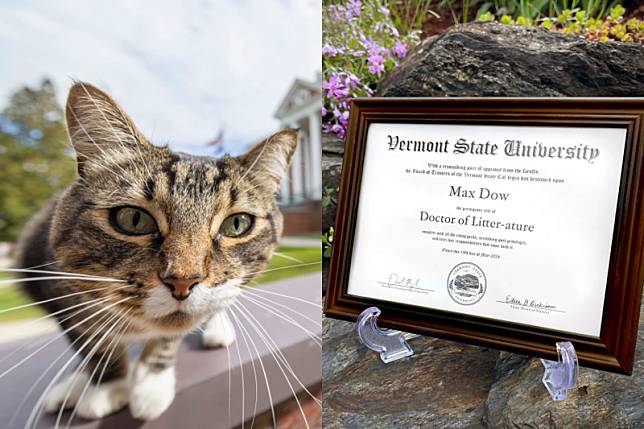 一隻來自美國佛蒙特州的虎斑貓，近日獲頒博士學位。（翻攝自Vermont State University官網）