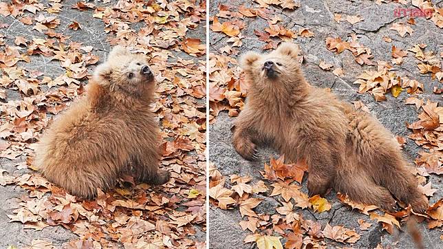 ShanghaibearcubJunjun-02