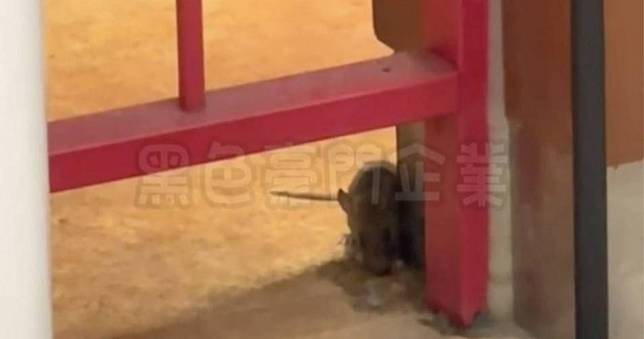 台中百貨餐廳驚見「老鼠出沒吃大餐」　食安處出手：最重罰2億