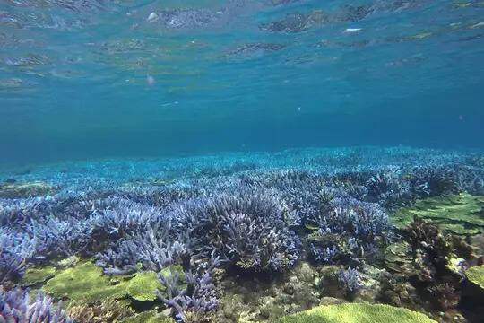 澎湖海洋志工隊5年前拍到的藍色珊瑚海，覆蓋範圍居全台之冠。(陳盡川提供)