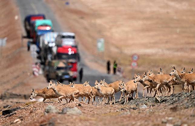 A herd of pregnant female Tibetan antelopes run across the Qinghai-Xizang Highway to give birth to their babies at Zonag Lake in Hoh Xil, northwest China's Qinghai Province, May 29, 2023. (Xinhua/Zhang Hongxiang)
