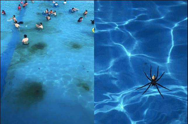 中國水上樂園水質骯髒，甚至還出現蜘蛛、青蛙等動物。   圖：翻攝自《藍鯨財經》