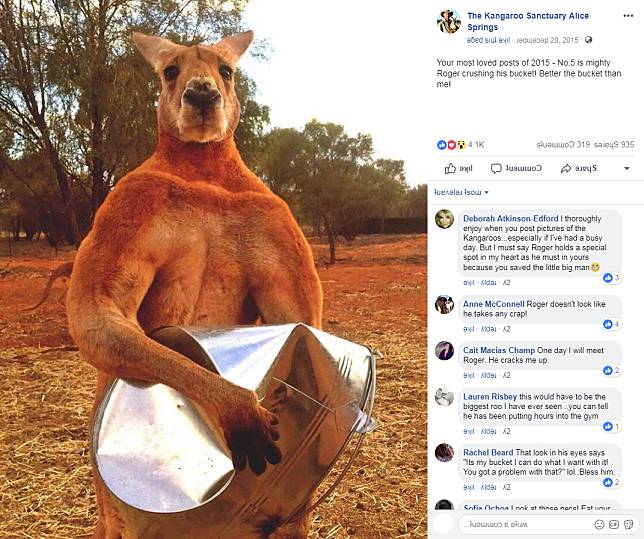 在這張照片最初上傳到社群網站時，圖說裡寫到：「女士們快排好隊吧！擁有 12隻袋鼠老婆的猛男袋鼠羅傑，要迷倒你的心就像壓扁一個金屬飼料桶一樣快。」 Photo: The Kangaroo Sanctuary Alice S