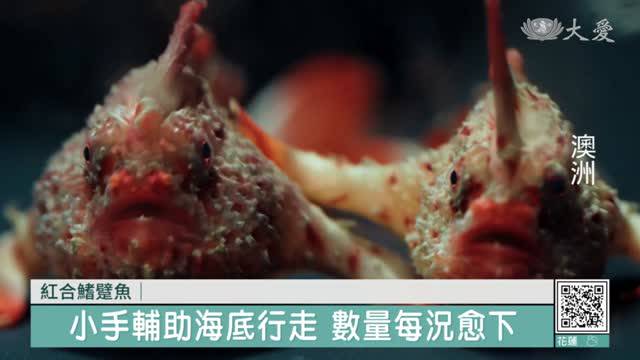 小手手在海底爬呀爬 科學家搶救極危紅手魚 | 大愛新聞 | LINE TODAY