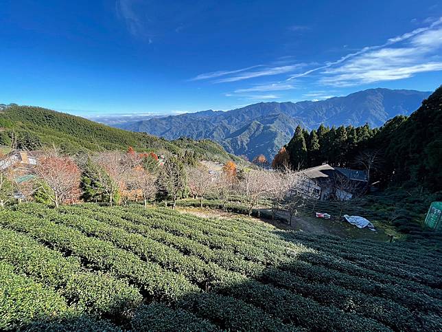 五峰鄉與尖石鄉1200~1800公尺的高海拔，加上日夜溫差大、日照適宜且常起雲霧等，讓「雲裳烏龍」高山茶受到民眾青睞。（記者彭新茹翻攝）