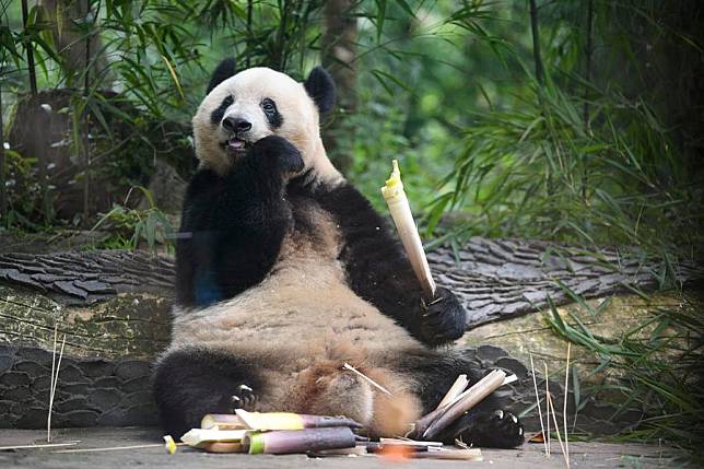 Giant panda Xiang Xiang eats bamboo shoots at the Bifengxia Panda Base of the China Conservation and Research Center for the Giant Panda in Ya'an, southwest China's Sichuan Province, June 12, 2024. Xiang Xiang, female, was born at Ueno Zoo in Tokyo, Japan on June 12, 2017. (Xinhua/Xu Bingjie)