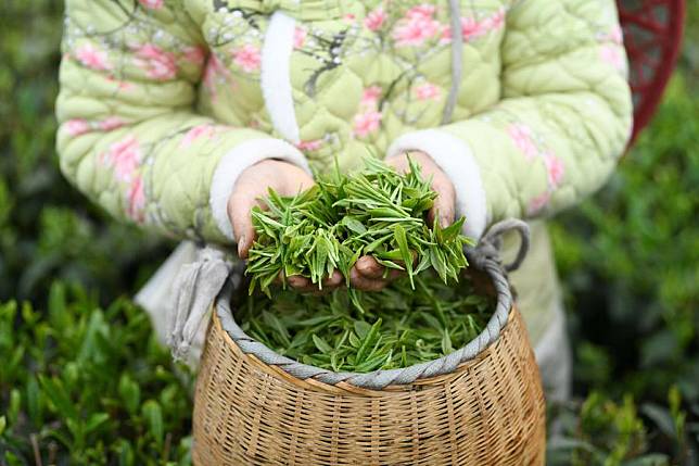 A farmer shows fresh tea leaves at a tea garden in Erlong Village in Yuqing County, southwest China's Guizhou Province, April 5, 2024. (Photo by Wang Chao/Xinhua)