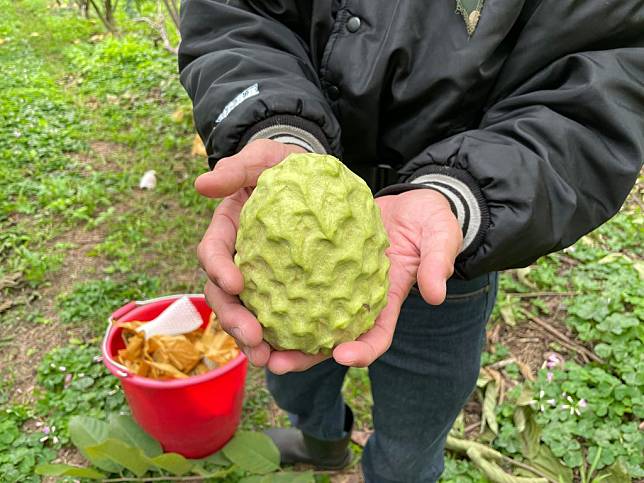 鳳梨釋迦顆顆碩大，品質佳，但貿易商都還沒人詢價，農民憂心。(記者鄭錦晴攝）