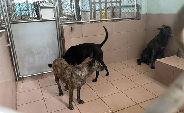 目前仍有4隻流浪犬在台南灣裡收容所，後續尚待高市動保處處理。