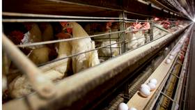 雞蛋畜牧場示意圖。美聯社資料照