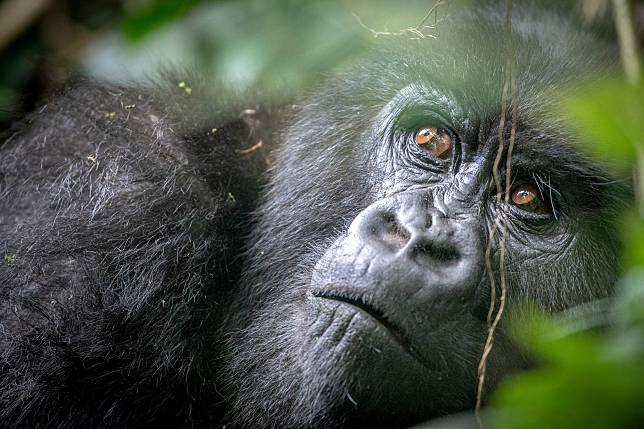 科學家擔憂剛果政府近期將一些森林土地的油氣探勘權進行拍賣，將影響到生存於那些土地上的動植物。圖為生存於非洲維龍加國家公園裡的山地大猩猩。（點擊右側看更多） 美聯社 / 達志影像
