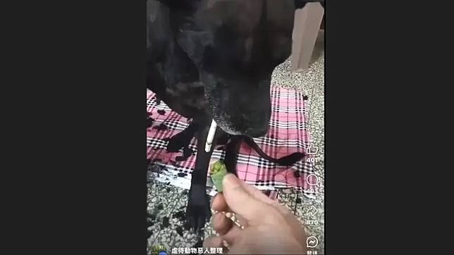 逼「總裁」抽煙吃檳榔遭肉搜！江和樹怒上門揪惡飼主　結局大反轉